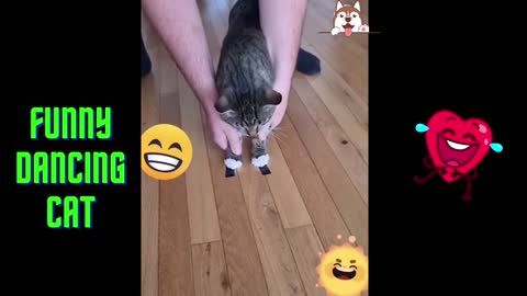 Funny Dancing Cat 🤣🤣
