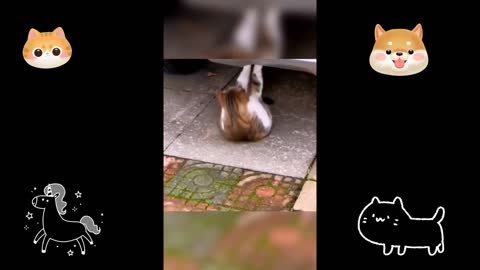Cute animals, you can't miss cute animals from all over the world