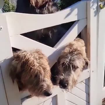 Three irish wolfhound in the gate say hi to people passerby.mp4
