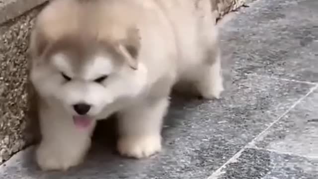 if a dog loves you, it will always love you