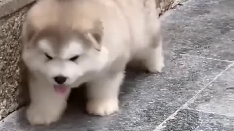 if a dog loves you, it will always love you