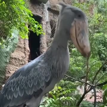 Weird bird, do you know name of it???