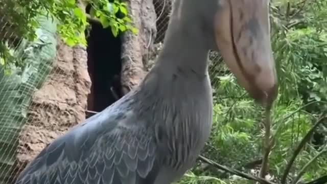 Weird bird, do you know name of it???