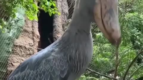 Weird bird, do you know name of it???