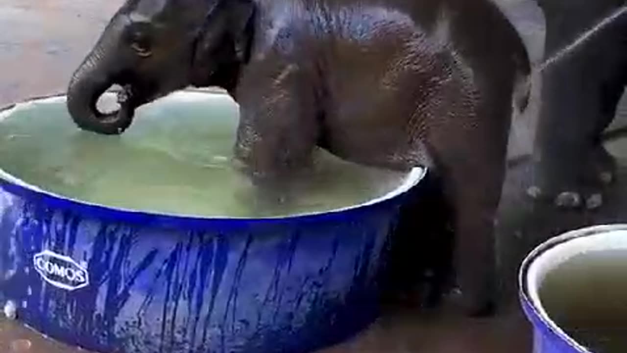 Have you seen ever anything cuter than this?