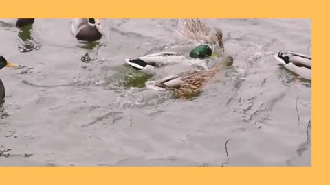 Donkey, giraffe 🦒, ducks