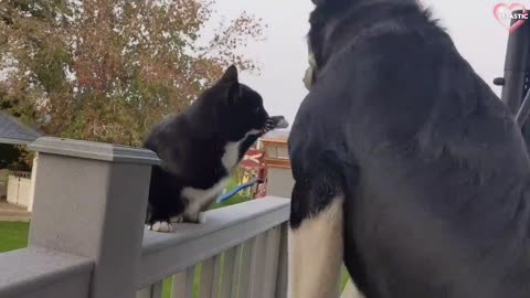 Cats vs Dogs Fighting - Funny Cats and Dogs Compilation -- PETASTIC
