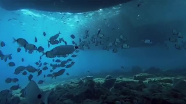 swim with fish2🏊🏻♀️
