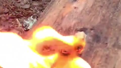 Fire Starter #bushcraft