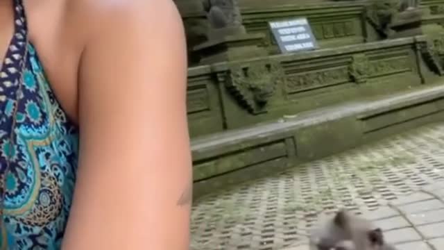 monkey serching something๐๐๐๐