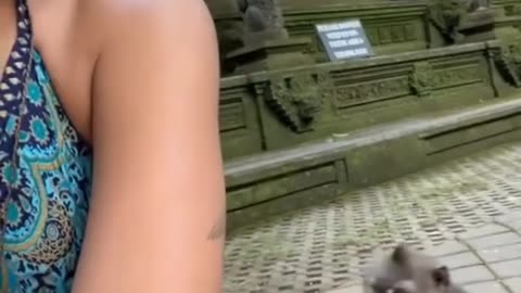 monkey serching something😂😂😂😂