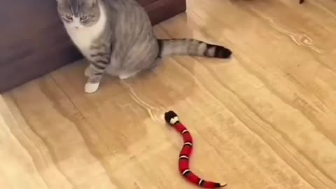 How to busy your cats in room,really funny cats video...