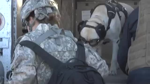 Cute military dog flying on helicopter in Afghanistan✈✈✈