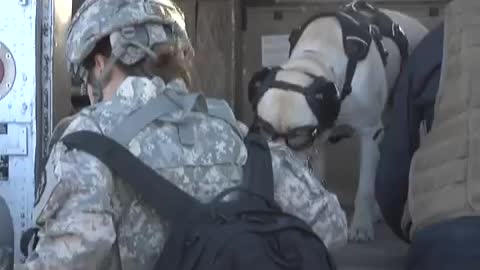 Cute military dog flying on helicopter in Afghanistan✈✈✈
