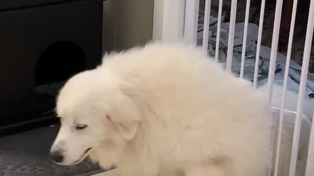 Instant Karma: Big Doggy Gets Stuck Squeezing Through Cat Door