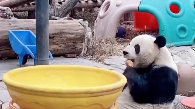 The panda is stealing again