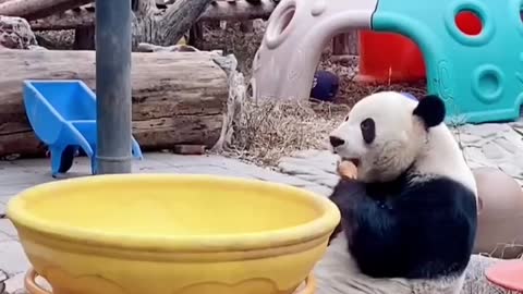 The panda is stealing again