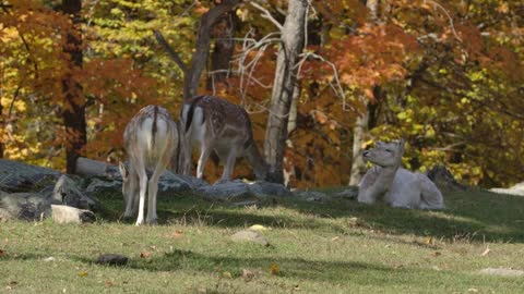 Autumn Forest Scene With Deer On Colourful Backdrop