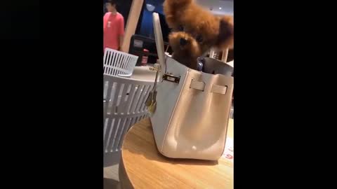 Baby Pets 💗 Cute & Funny Animals Video Compilation 💗