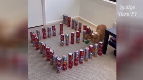 Super Cute, Best Funny Cats and Dogs Compilation ##