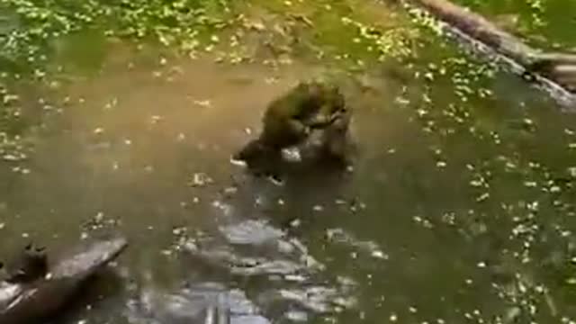 The two frogs had a direct fight over food