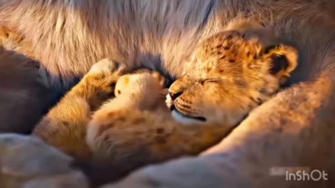 The loin king mufasa new movie|entertainment #viral