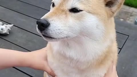 Even the dog doesn't know anything