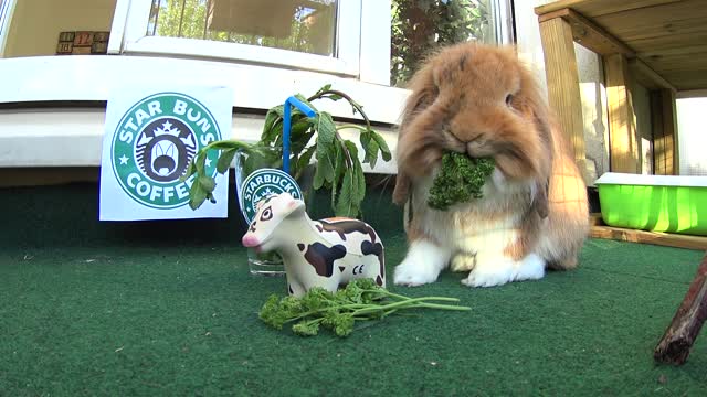 Need a fresh drink ? How about a Mint tea latte from STARBUNS