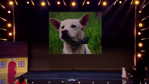 Judges cry over emotional dog on magic Britain got talent
