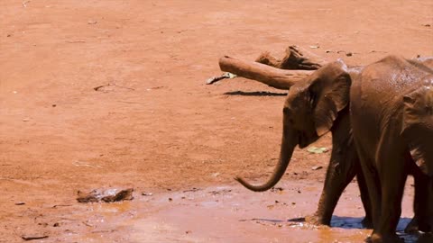 Two elephant calves playing in the mud