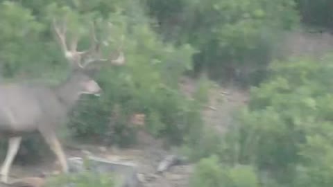 Buck