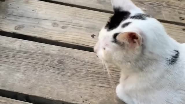 Three cats in front of a convenience store