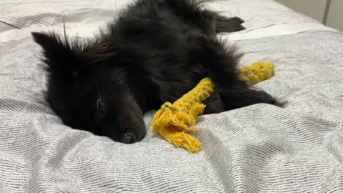 A puppy sleeping with a toy tight.