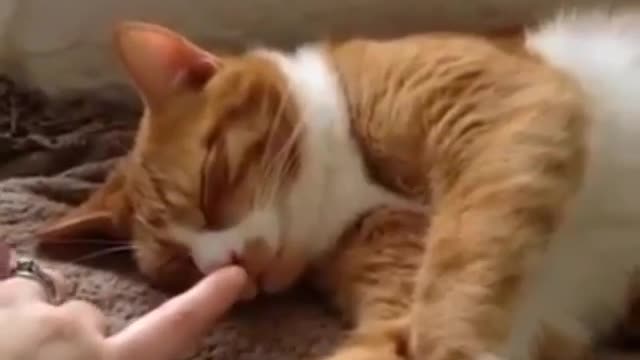Cute cat is sleeping😍