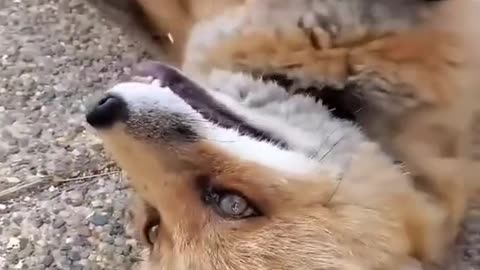 Fox rescue