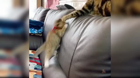 Baby Cate Cute AndFunny Baby Cat Videos Compilation