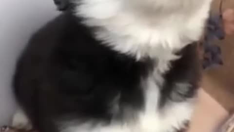 Funny Dog