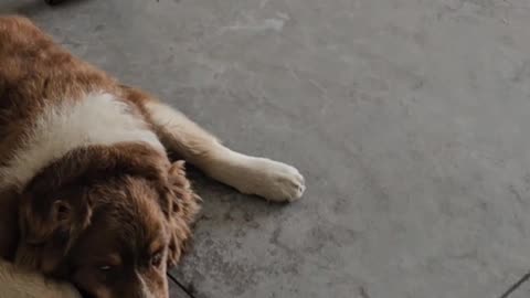 Skateboarding Kitten Stunts on the Dogs