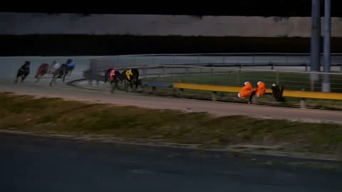 Greyhound dog racing competitive sport betting slow