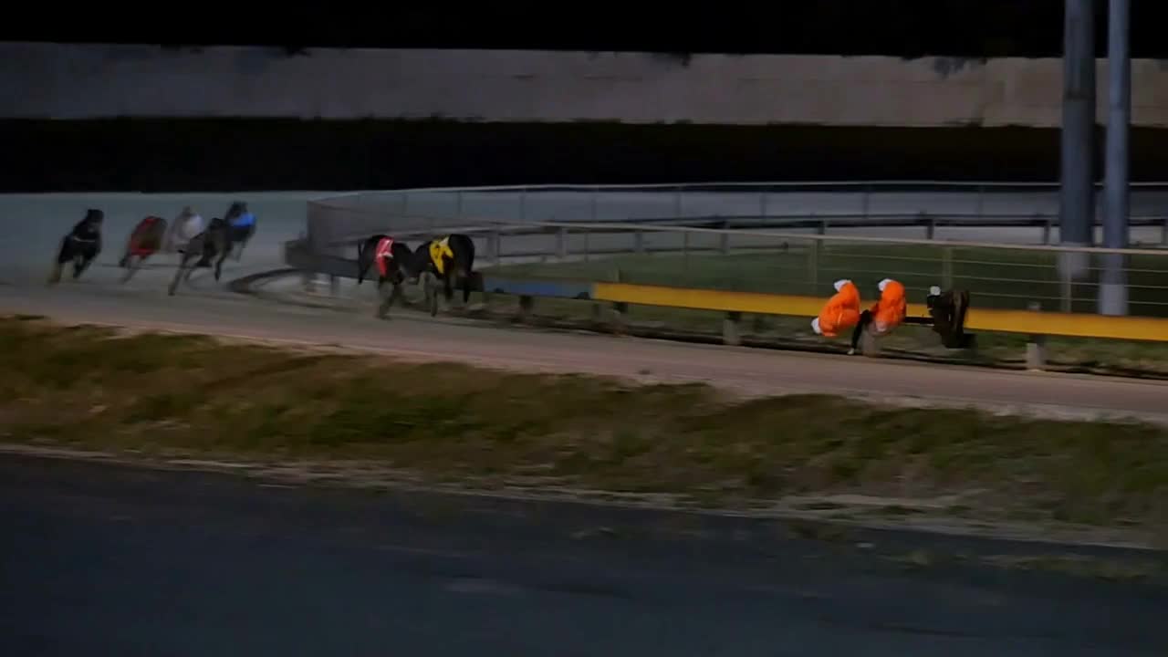 Greyhound dog racing competitive sport betting slow