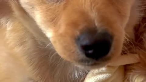 Amazing dogs 🐶 trending video