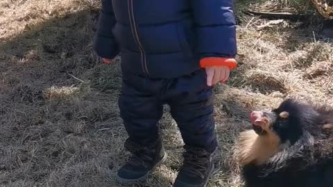 Cute Baby Playing With Dogs Compilation - Baby Pets Video ||