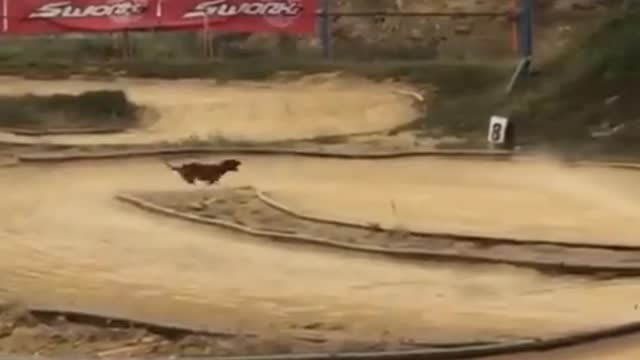 Funny puppy running the race track.