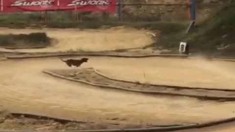 Funny puppy running the race track.
