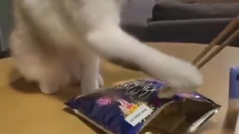 This is today's cute funny video