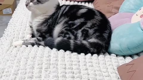 Animal funny videos