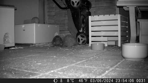 Two hedgehog boys fight for the space - Zwei Igelbuben streiten ums Revier (Part 3 - Teil 3)