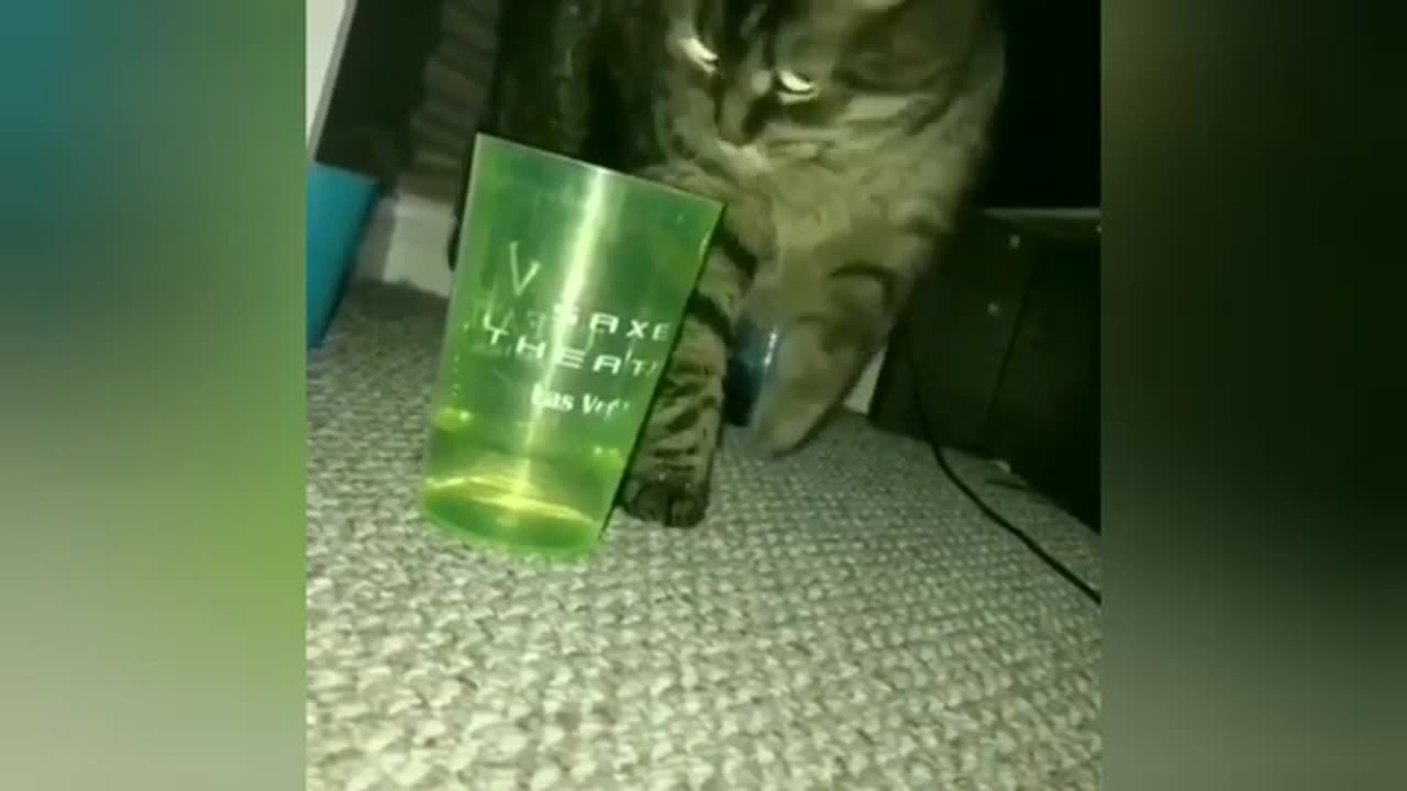 TRY NOT TO LAUGH!!!
