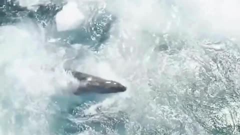 Struggle for survival, killer orca VS seal