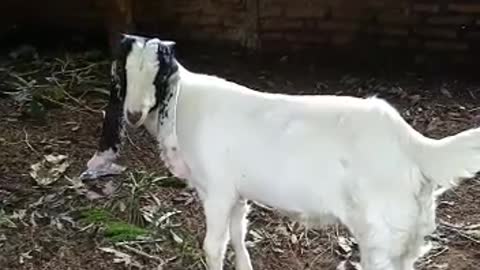 Handsome goat